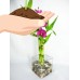 9GreenBox - Live Spiral 3 Style Lucky Bamboo Plant Arrang w/ silk Orchid & Glass Vase & Stone   